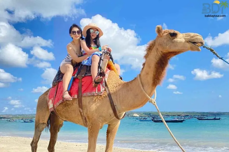 Bali camel