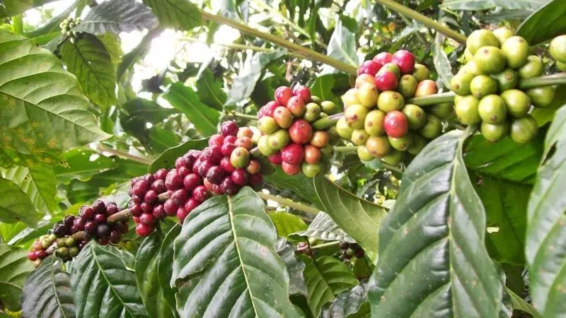 bali-coffee traditional Balinese coffee making