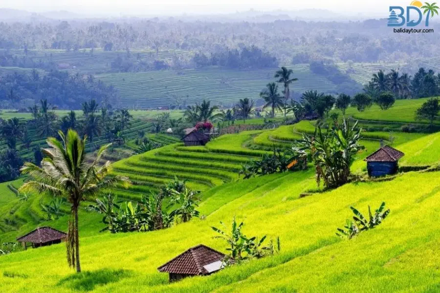 Jatiluwih tour