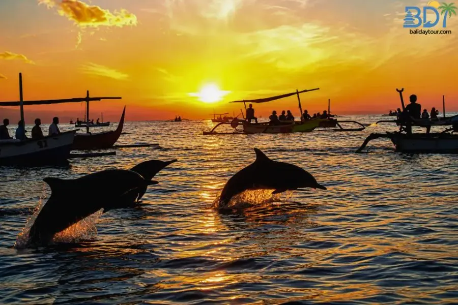 Lovina dolphin watching tour