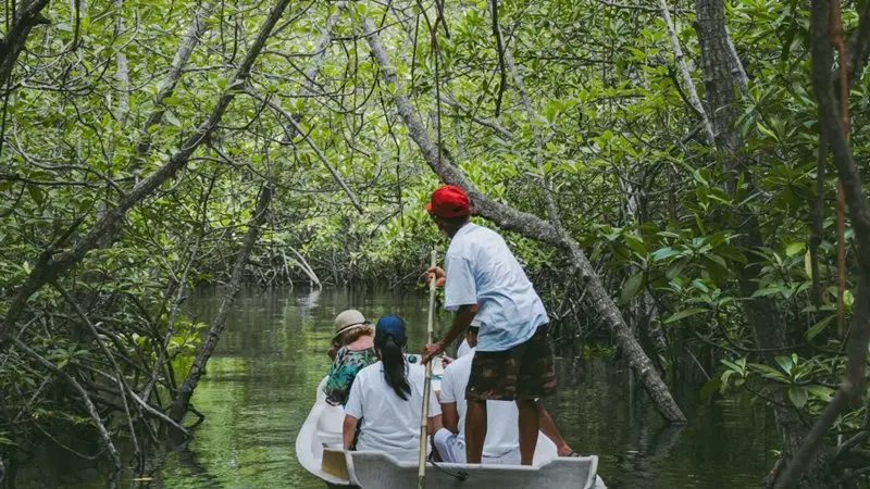 mangrove tour Mangrove tour