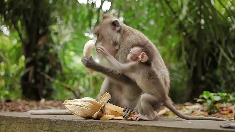 monkey-forest-ubud Monkey forest ubud